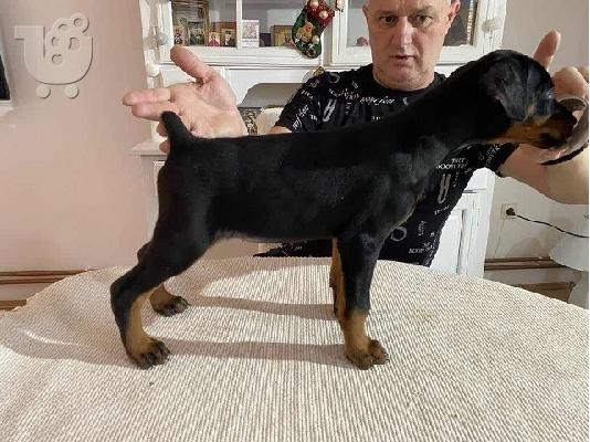 Κουτάβια DOBERMAN